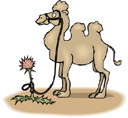tie your camel